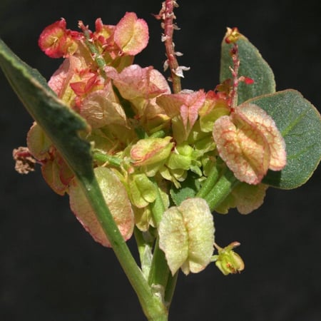 بذور الحميض