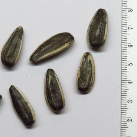 بذور دوار الشمس Helianthus annuus من متجر بذر