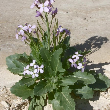 بذور اليهق | الجرجير البري