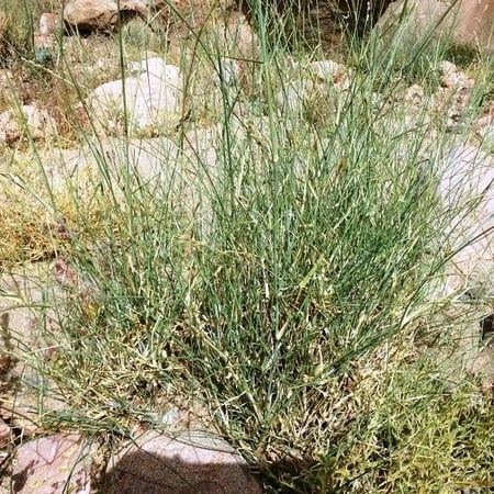 بذور الثمام