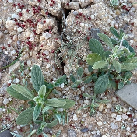 بذور الإرقه