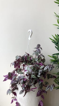 نبتة الزبرينا الفضيّة