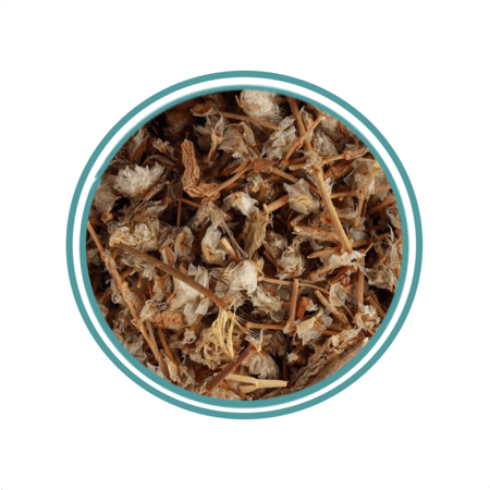 زهرة رجل الأسد