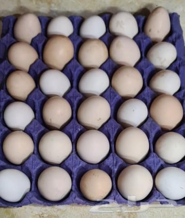 طبق بيض بلدي مغلف