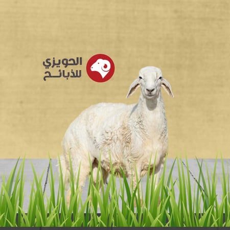 خروف بلدي حجم وسط