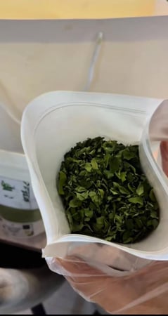 ورق  مورينجا (شاي)
