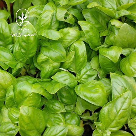 بذور الريحان الإيطالي - Italian Basil Seeds (Ocimum basilicum)
