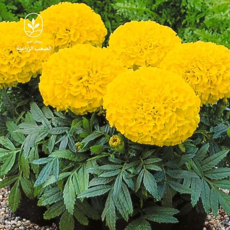 بذور زهرة القطيفة المخملية Tagetes erecta