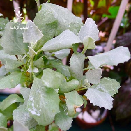 بذور الرغل الأبيض Atriplex leucoclada