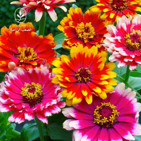 بذور زهرة الزينيا متعددة الالوان Zinnia Elegans-Mix