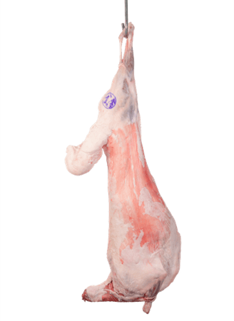 لباني كشميري (بدون ليه)