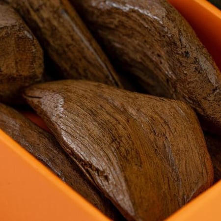 عود امي مروكي