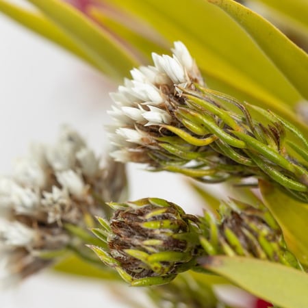 باقة ورد لعيد ميلاد