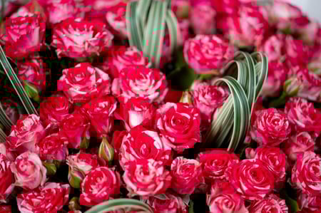 باقة رقة مزدوجة