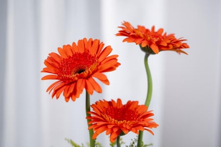 ورد اوركيد توليب بيبي روز جوري متجر ورد توصيل ورد روزيتا طبيعي flower