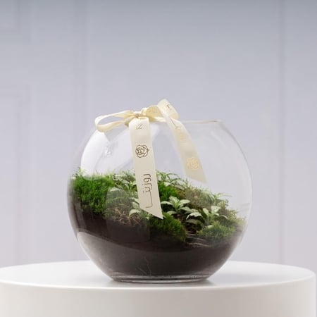 تيراريوم الفتونيا الخضراء