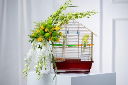 قفص عصافير الحب