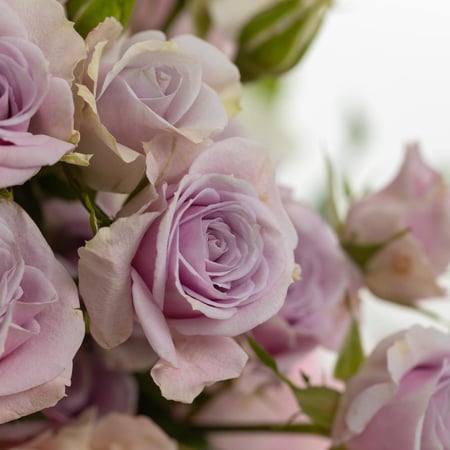 فازة روزيتا رويال