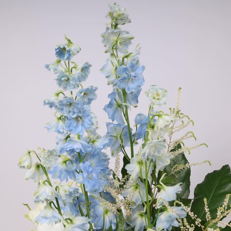 روزيتا فلاور