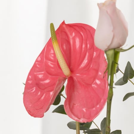 فازة كورال ريفو روزيتا