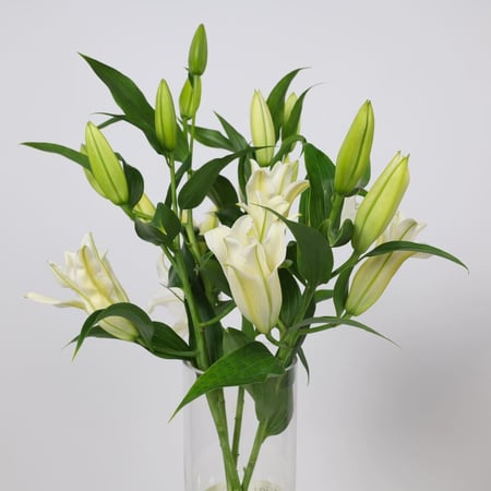 لطافة الليلي