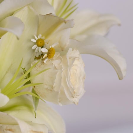 فازة وادي الريان