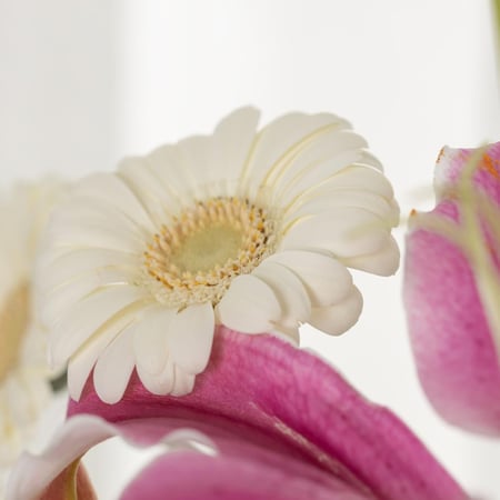 فازة سكر بنات