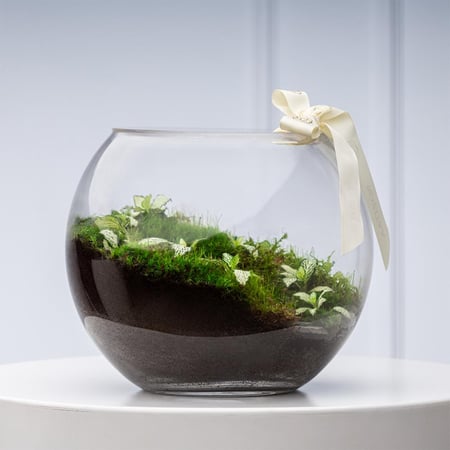 تيراريوم الفتونيا الخضراء