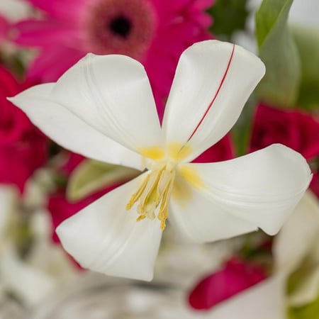 بوكس كرة السحر الأبيض