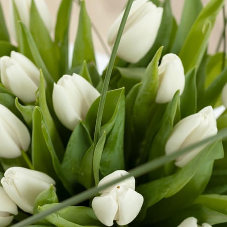 فازة روزيتا جلاسيا