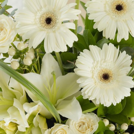 فازة السلام