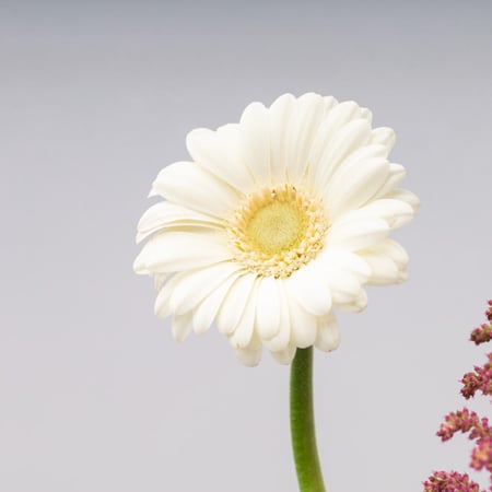 فازة ورد دائريه