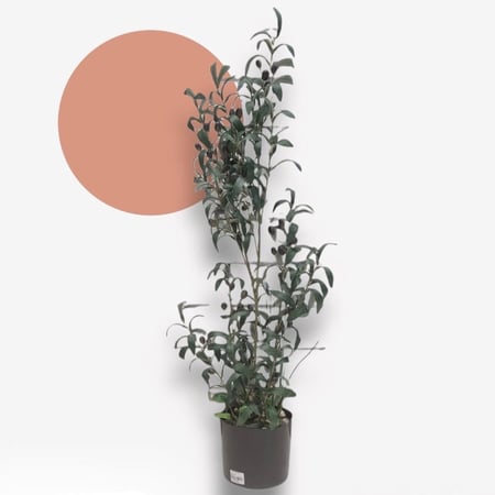 شجرة صناعية 104 سم AW11050