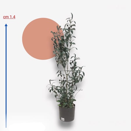 شجرة صناعية 104 سم AW11050