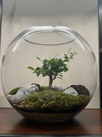 غابة البونساي حجم كبير XXL