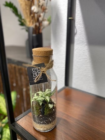 حوض زجاجي مغلق: غابة مصغرة بداخل حوض زجاجي مغلق.