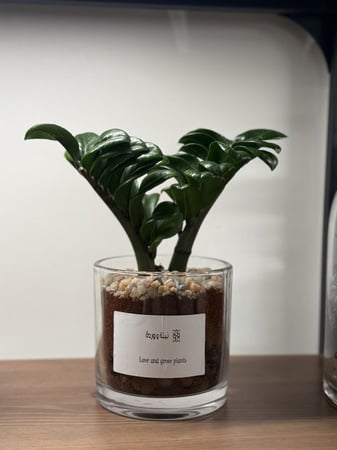 زاميا مني مع مركن زجاج