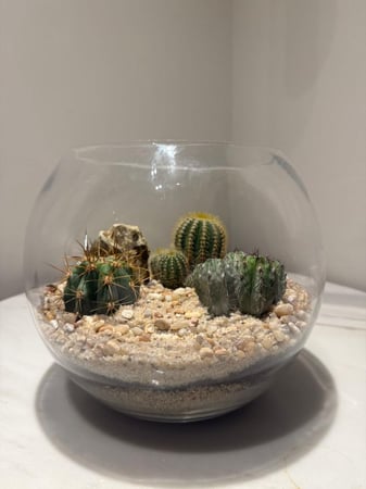 غابة الصبار حجم وسط