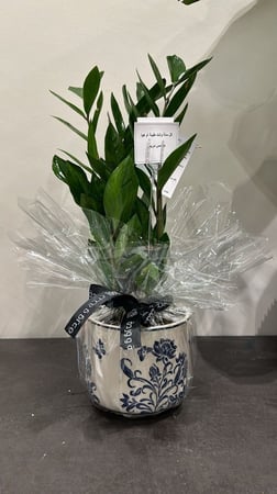 تغليف النبتة هدية + كرت