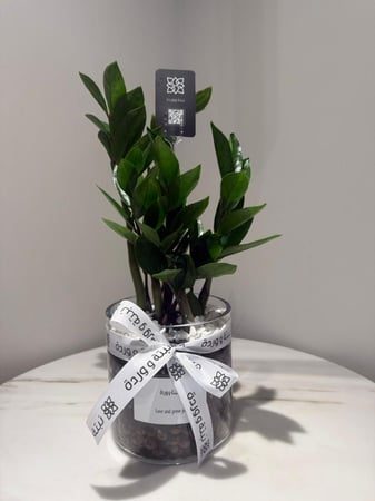 زاميا مع مركن زجاج