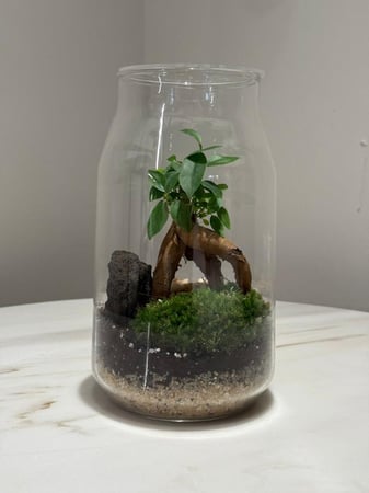 غابة البونساي حجم صغير