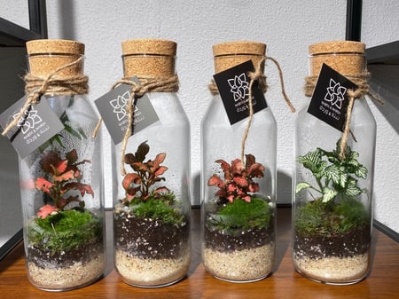 حوض زجاجي مغلق: غابة مصغرة بداخل حوض زجاجي مغلق.