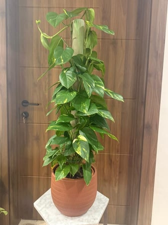 بوتس عامود هولندي 70 سم مع مركن سرميك