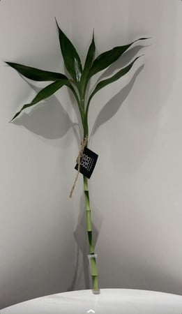 عود بامبو 50 سم