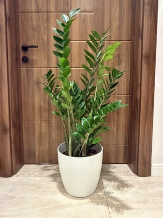زاميا XL مع مركن بلاستك ابيض