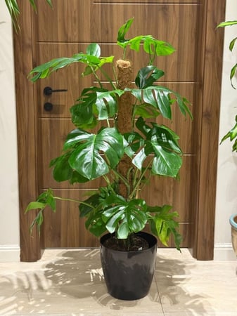 مونستيرا عامود مع مركن اسود بلاستك