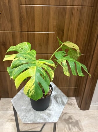 مونستيرا ديلسيوسا "أوريا فاريغاتا"