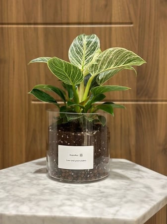 فلودندرون مع مركن زجاجي