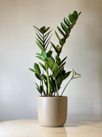 زاميا مع مركن سرميك صناعة يدوية