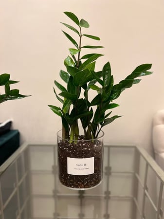 زاميا مع مركن زجاج